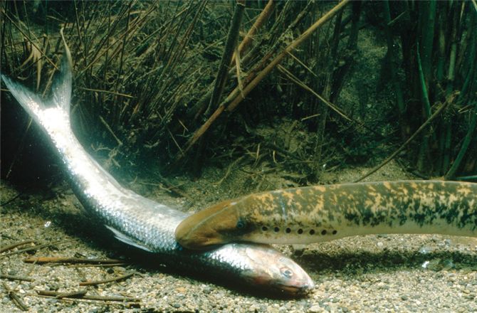 Two invaders of the Great Lakes: (a) sea lamprey