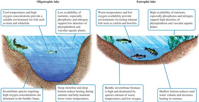 Oligotrophic and eutrophic lakes.