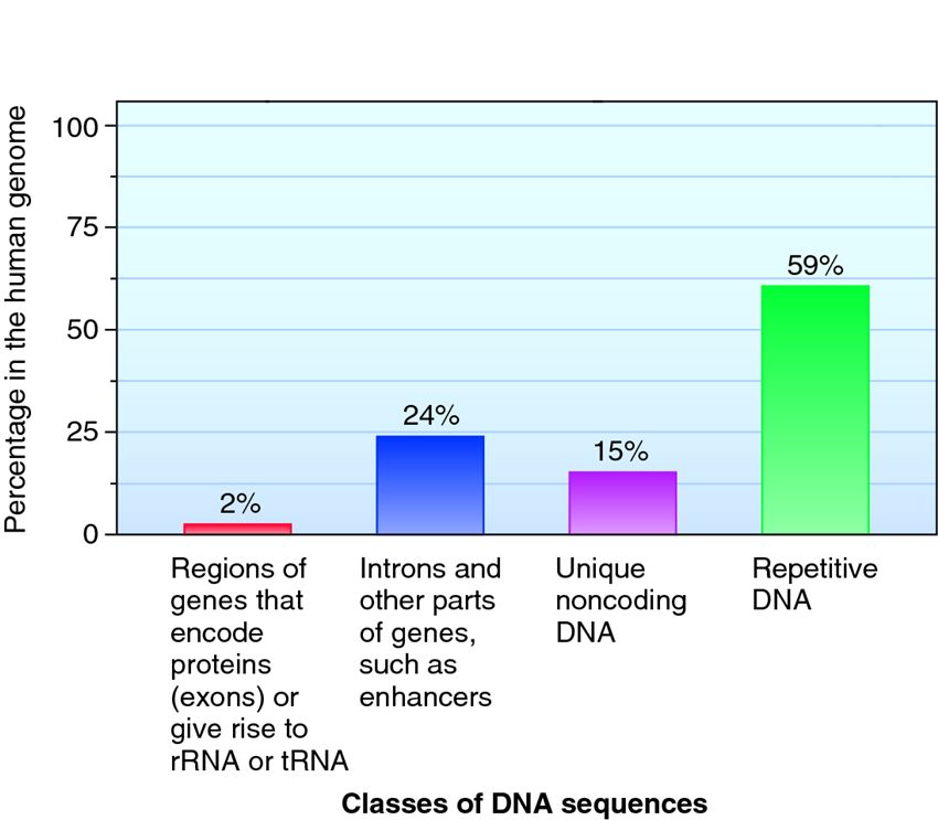 The composition of DNA sequences that are found in the nuclear genome of humans