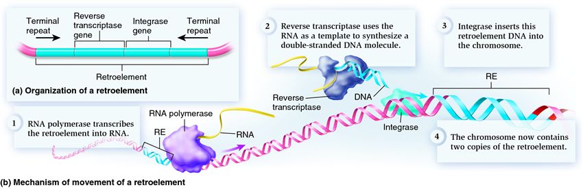 Retroelements and their mechanism of transposition