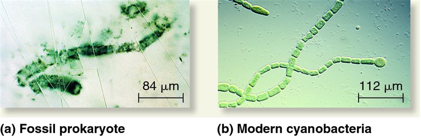 Earliest fossils and living cyanobacteria