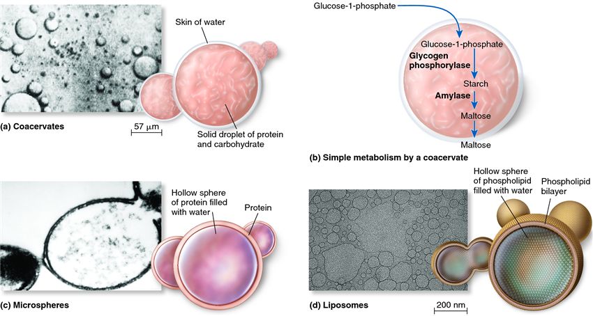 Protobionts and their lifelike functions