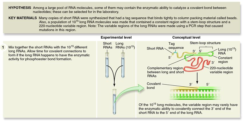 Bartel and Szostak demonstrated chemical selection for RNA molecules that can catalyze phosphoester 