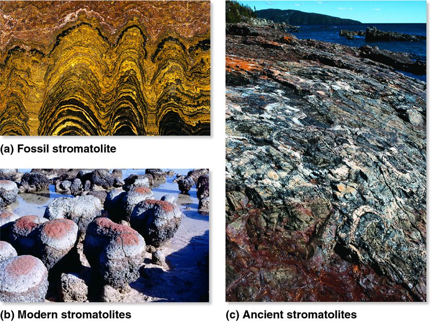 Fossil and modern stromatolites: evidence of autotrophic cyanobacteria.