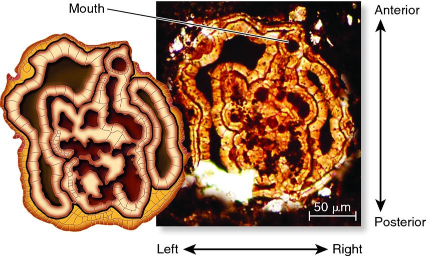 Fossil of an early invertebrate animal showing bilateral symmetry