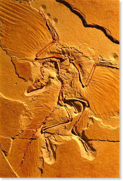 A fossil of the first known feathered vertebrate, Archaeopteryx, which emerged in the Jurassic perio