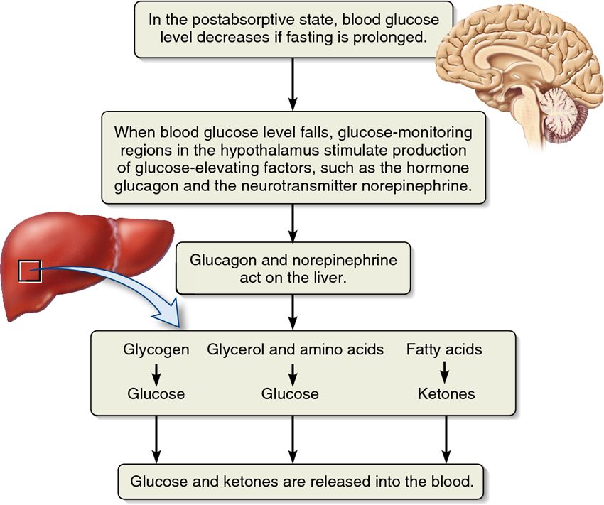 The role of the liver in fuel supply to the blood.