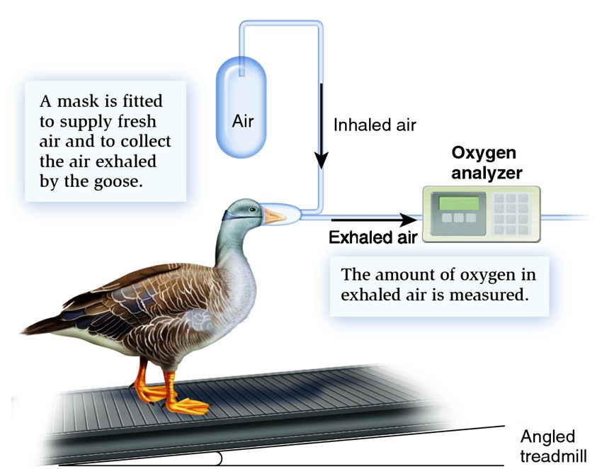 Measuring BMR via oxygen consumption with indirect calorimetry.