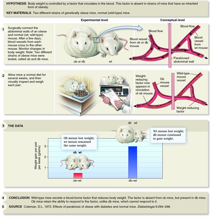 Coleman's parabiosis experiments revealed a satiety factor in wild-type mice that was absent or