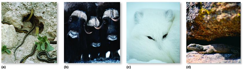 Examples of behavioural mechanisms by which animals cope with extreme temperatures.