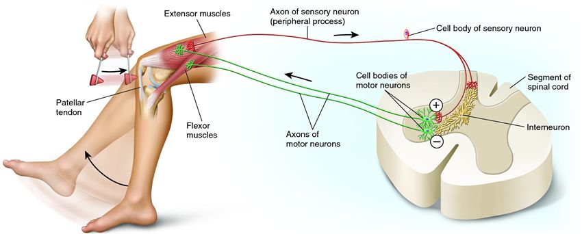 A reflex arc.