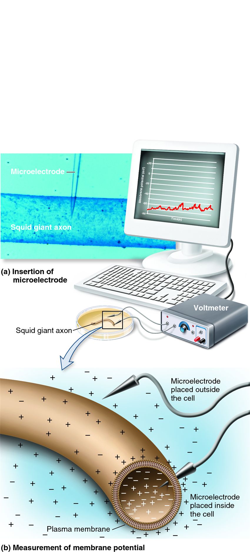 Recording the membrane potential of neurons.