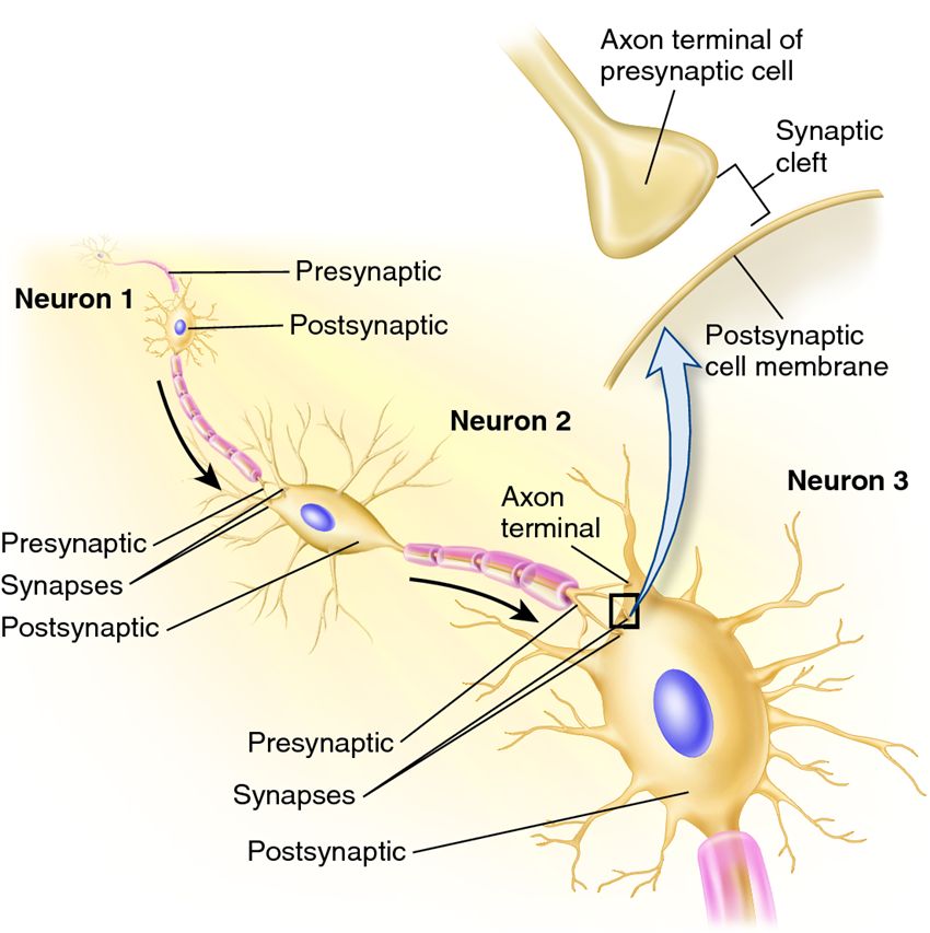 Presynaptic and postsynaptic cells.