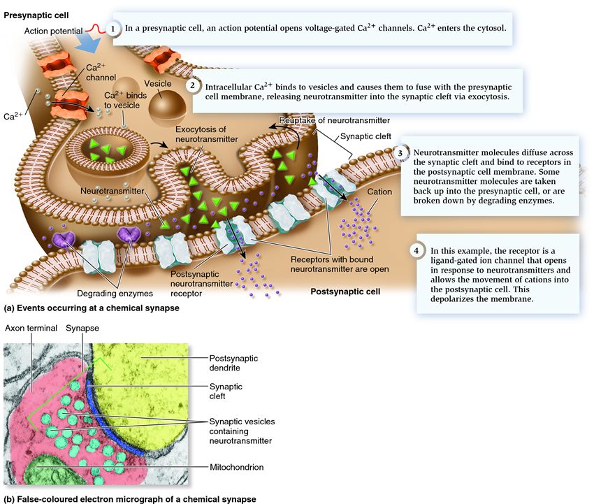 Structure and function of a chemical synapse.