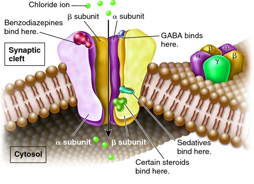 The structure and function of the GABA-A receptor.