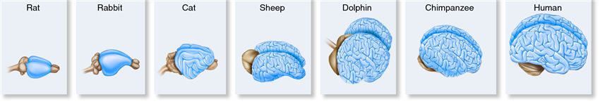 The degree of cerebral cortex folding in different mammalian species. The brains are not shown to sc