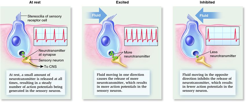 The response of hair cells to mechanical stimulation.