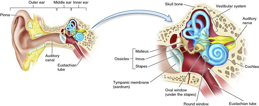 The structure of the human ear.