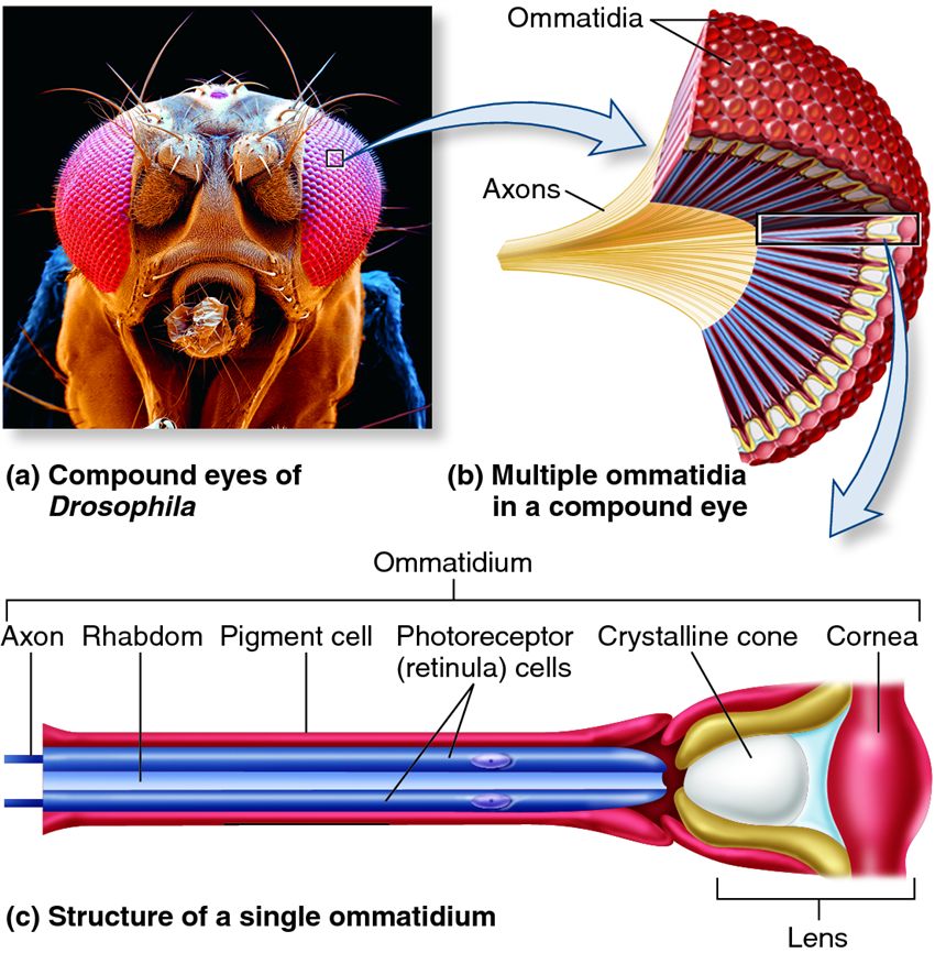 The compound eye of insects.
