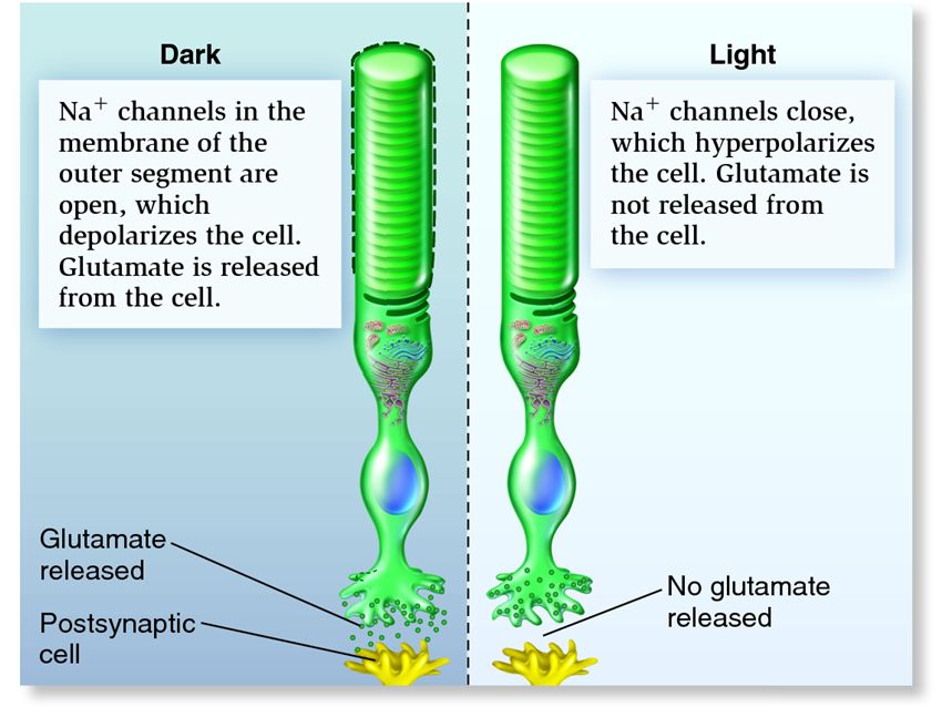 Synaptic response of photoreceptors to dark and light.