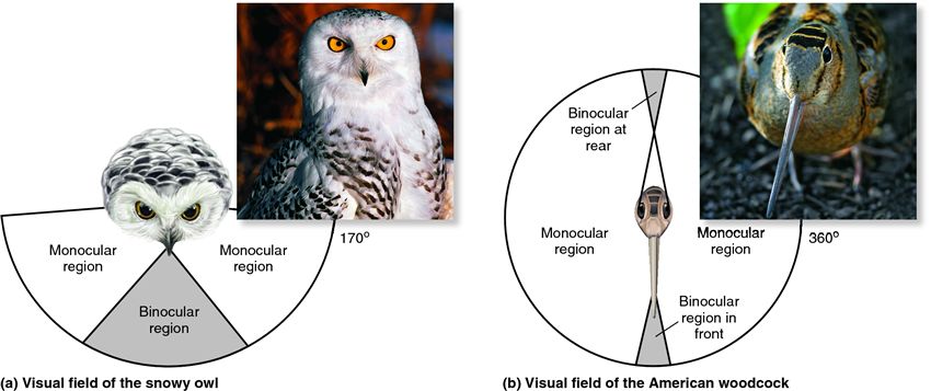 Examples of binocular and monocular fields of vision.