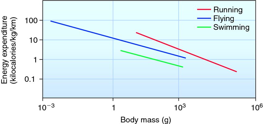 Energy costs of locomotion.