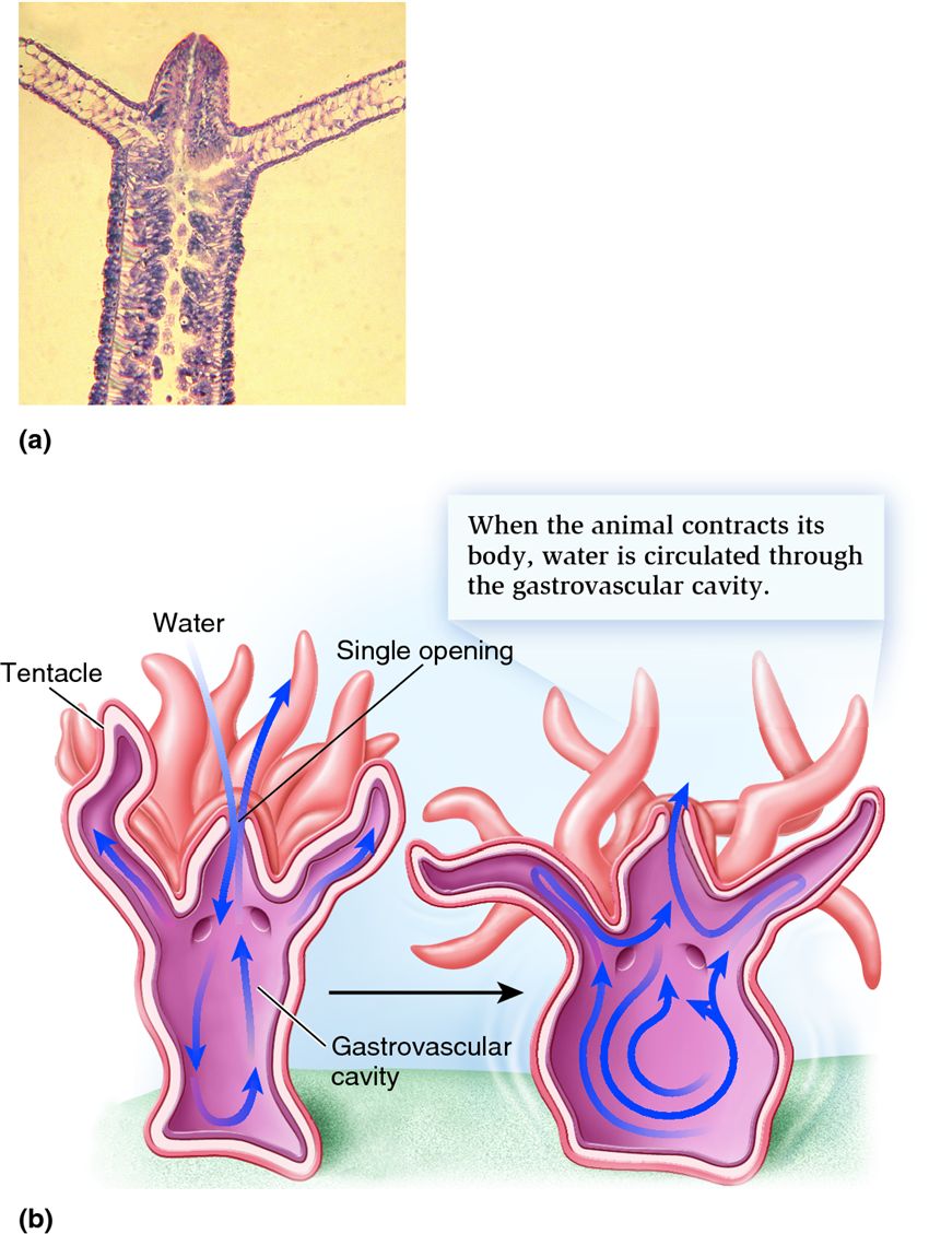 Circulation of water through the gastrovascular cavity of Hydra.