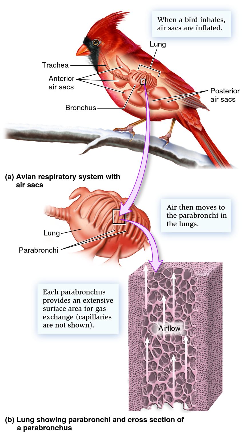 Respiratory system of a bird.
