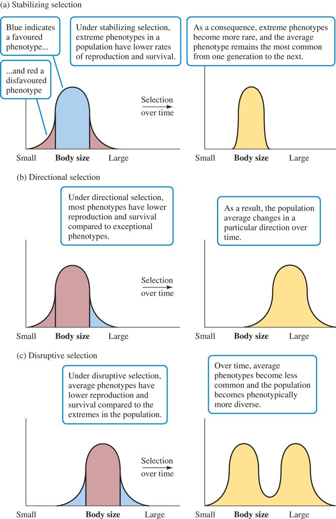 Three principle forms of natural selection: (a) stabilizing selection, (b) directional selection, an