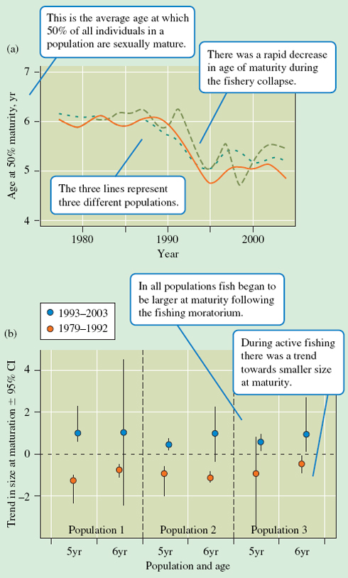 (a) Age of maturity of Atlantic cod decreased during the fishery collapse. (b) Evidence of maturatio