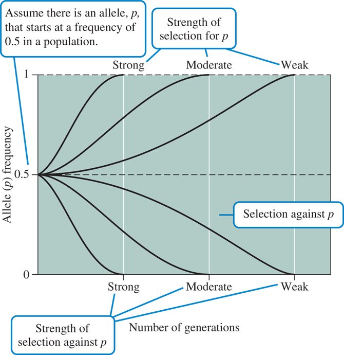 Variation in the rate of evolution as a function of the strength of selection, assuming genetic drif