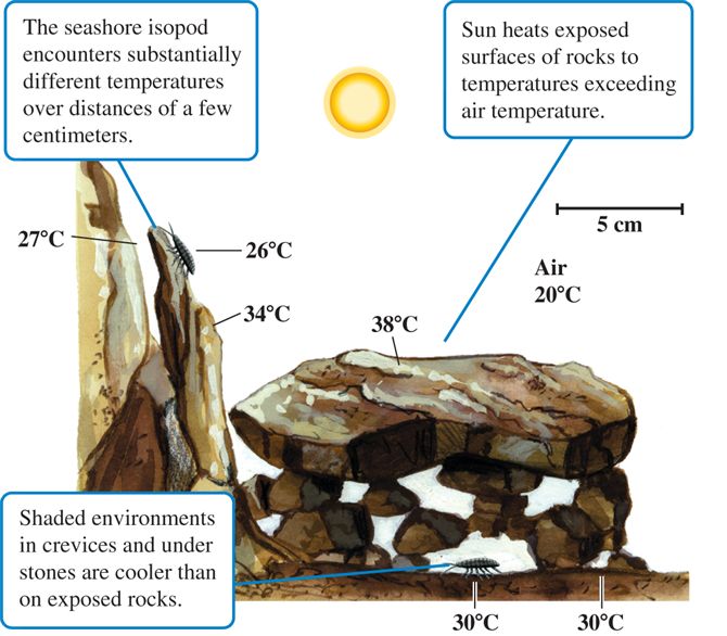 Stones create distinctive microclimates