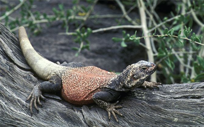 A chuckwalla, Sauromalus ater. Chuckwallas are large herbivorous lizards living in the southwestern 