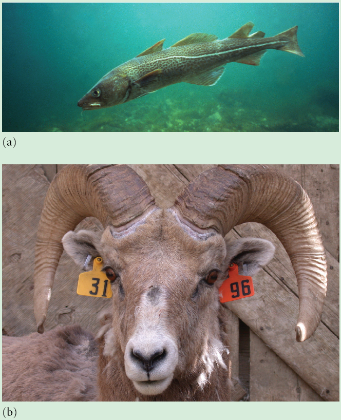Continued harvest of (a) cod and (b) mountain sheep by humans has caused evolutionary changes in mat