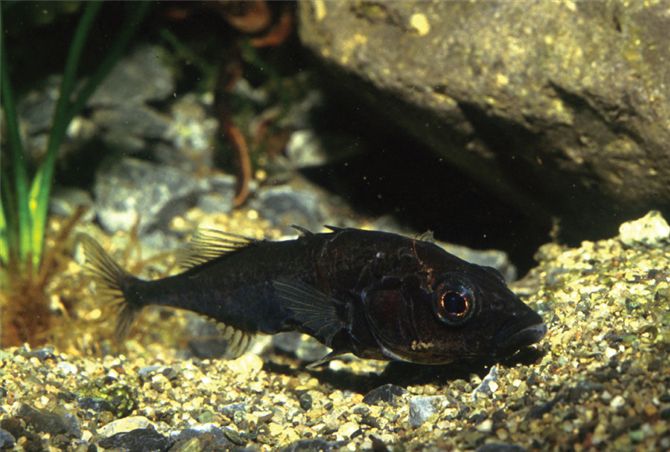 The threespine stickleback (Gasterosteus aculeatus) has been used as a model organism for the study 
