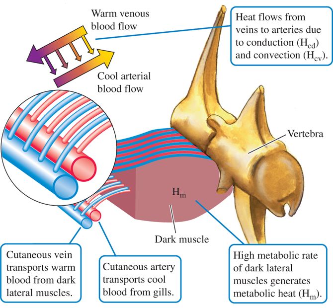 Countercurrent heat exchange in the lateral muscles of bluefin tuna.
