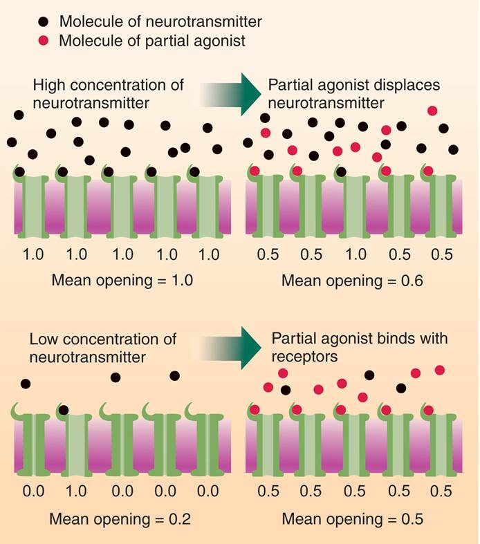 Effects of a Partial Agonist 