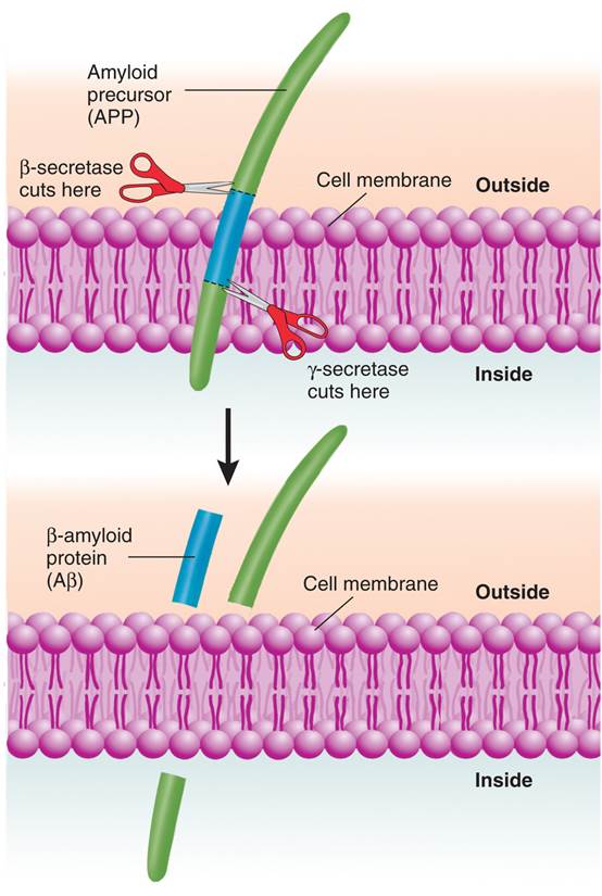 β-Amyloid Protein 