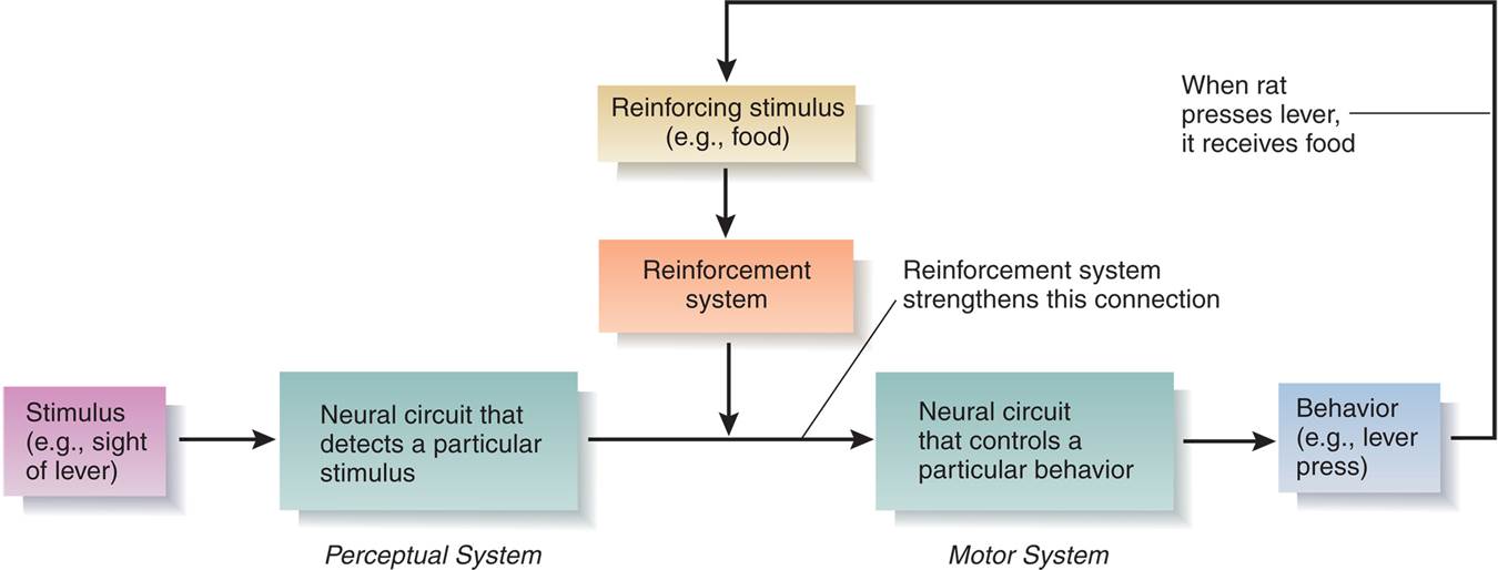 A Simple Neural Model of Instrumental Conditioning