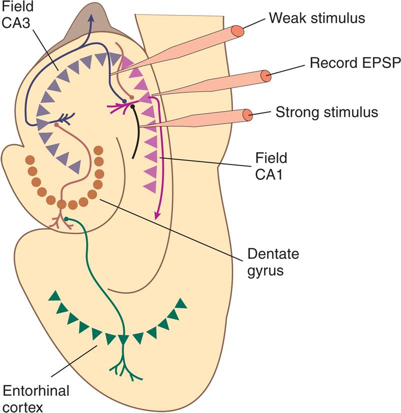 Associative Long-Term Potentiation 