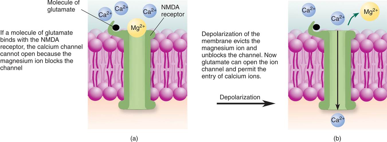 The NMDA Receptor 