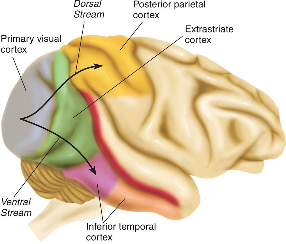 The Major Divisions of the Visual Cortex of the Rhesus Monkey  