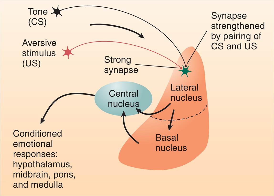 Conditioned Emotional Responses 