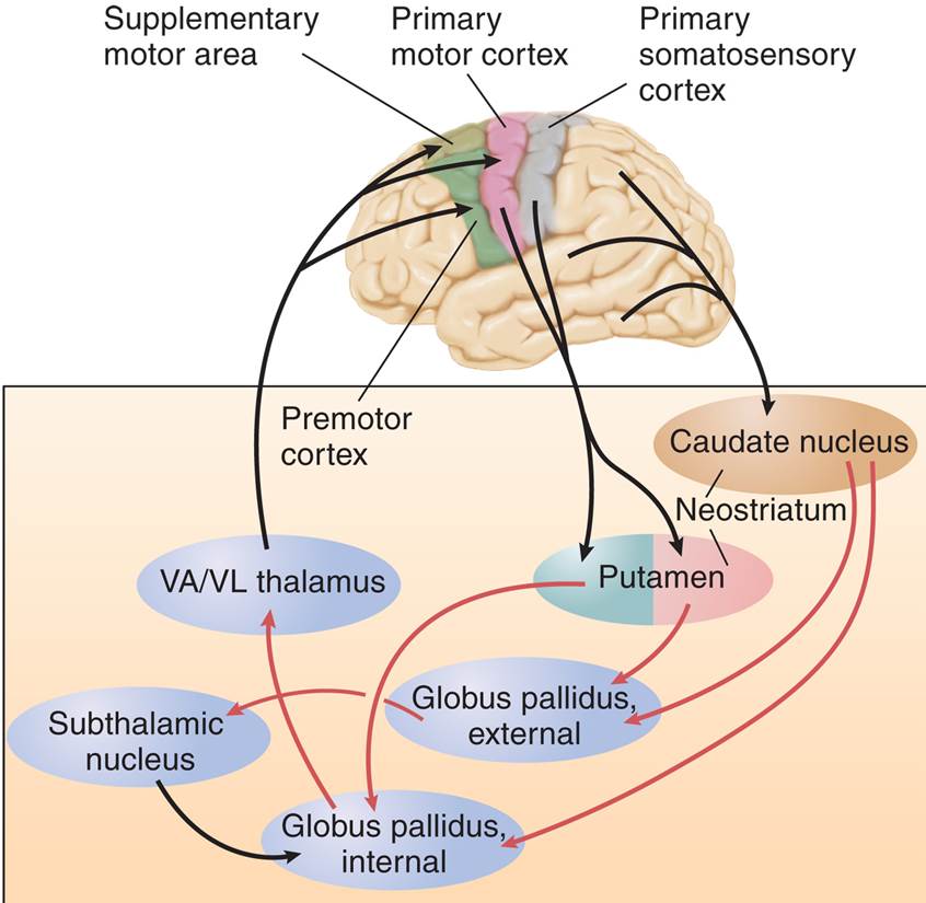 A Schematic Diagram of the Basal Ganglia and Their Connections