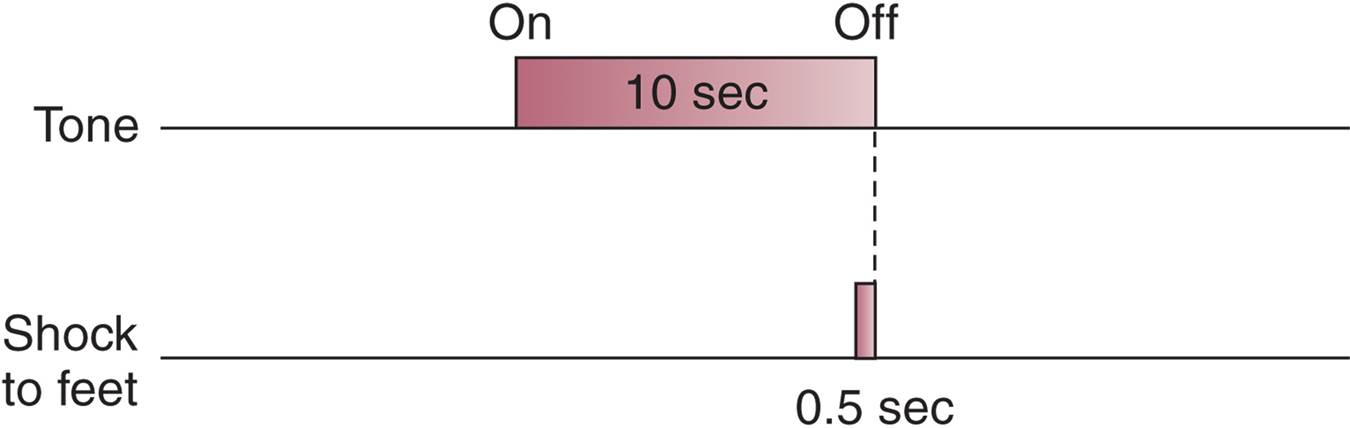 The Procedure Used to Produce Conditioned Emotional Responses