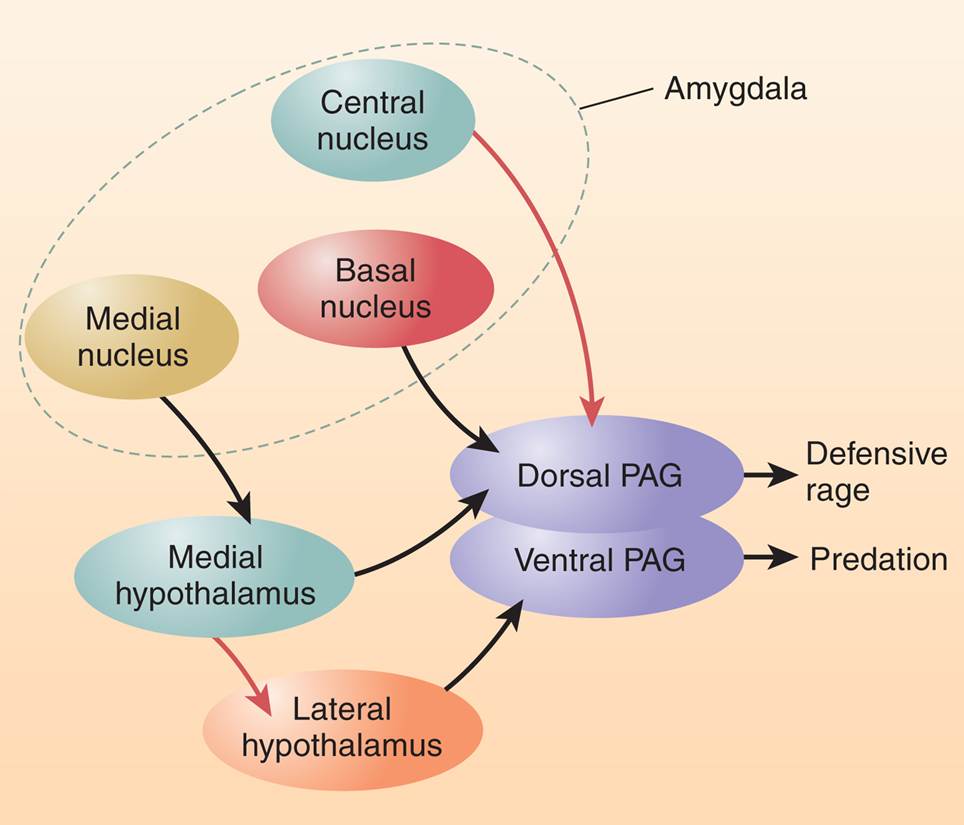 Neural Circuitry in Defensive Behavior and Predation 