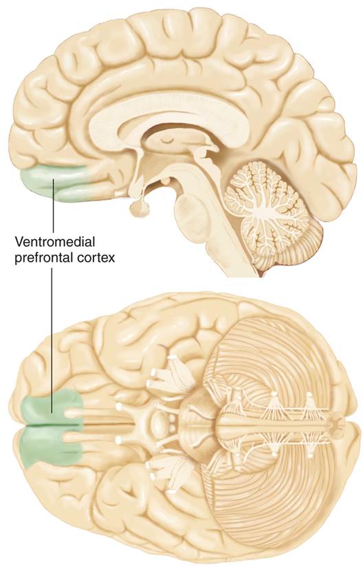 The Ventromedial Prefrontal Cortex