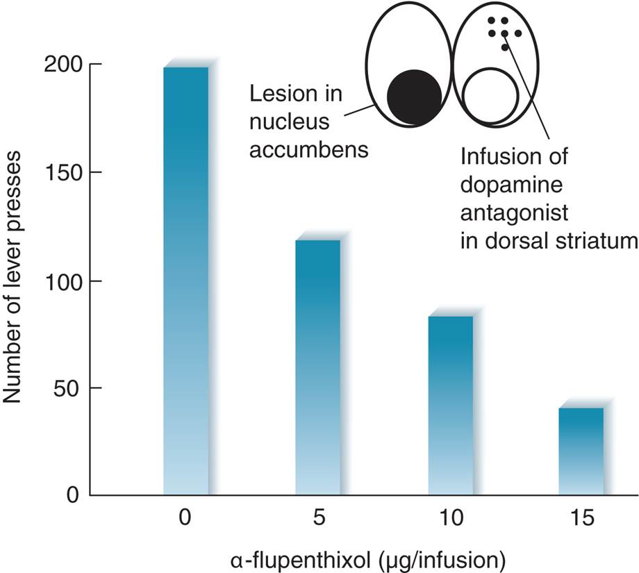 Establishment of Neural Changes in the Dorsal Striatum 