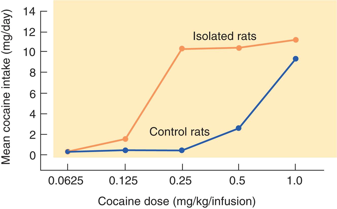 Social Stress and Cocaine Intake 