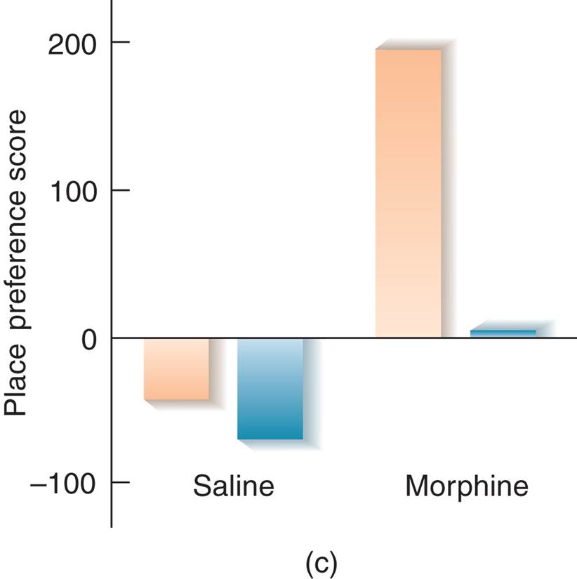 Effects of a Targeted Deletion of the μ Opiate Receptor 